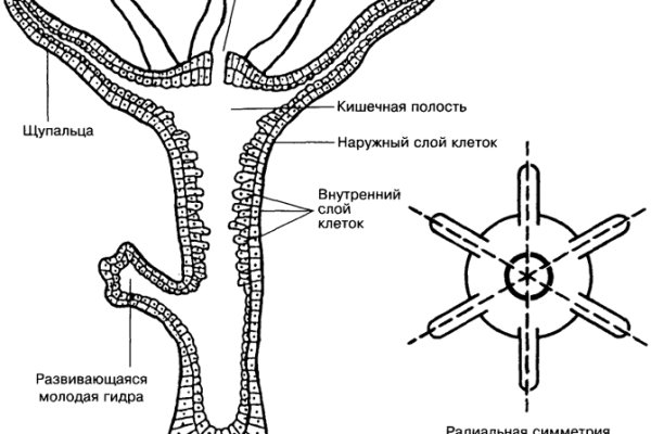 Кракен дарк ссылка