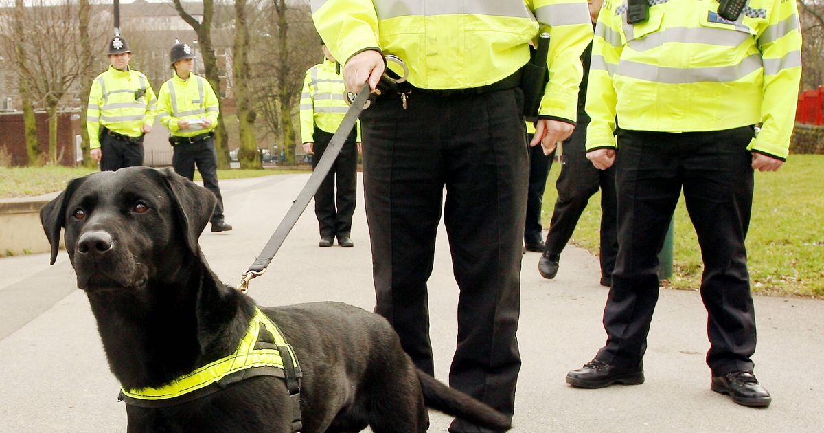 Dog handler jobs in the police force